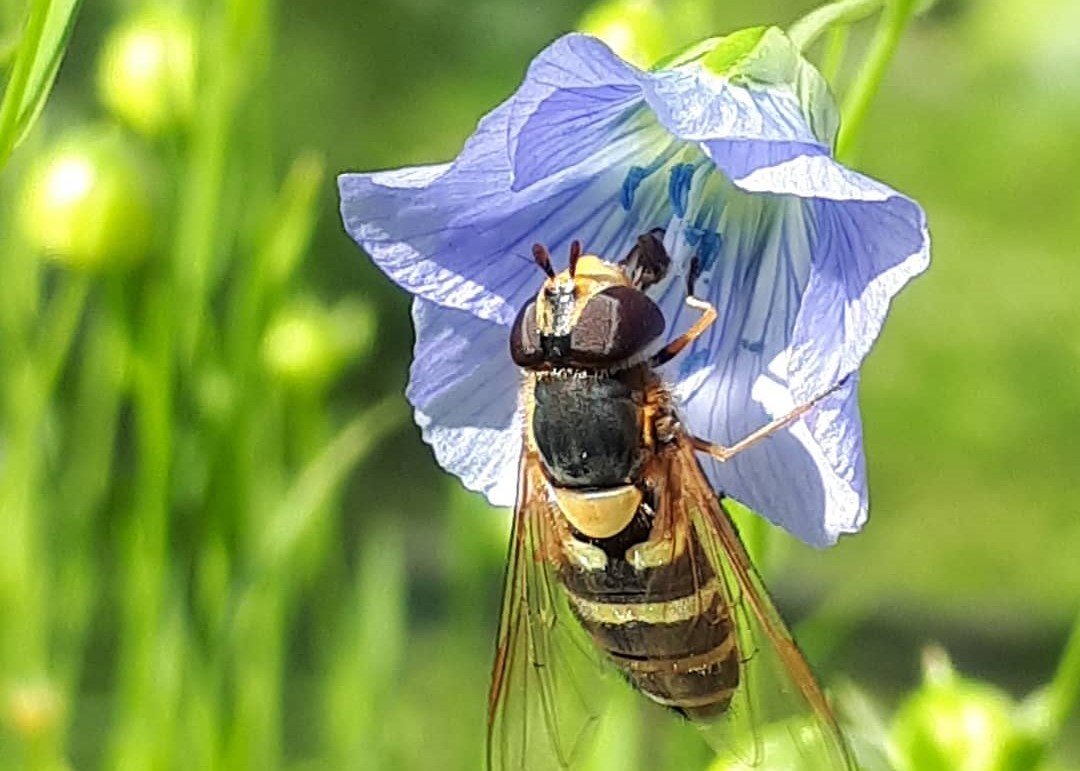 Frøballer for fremtiden