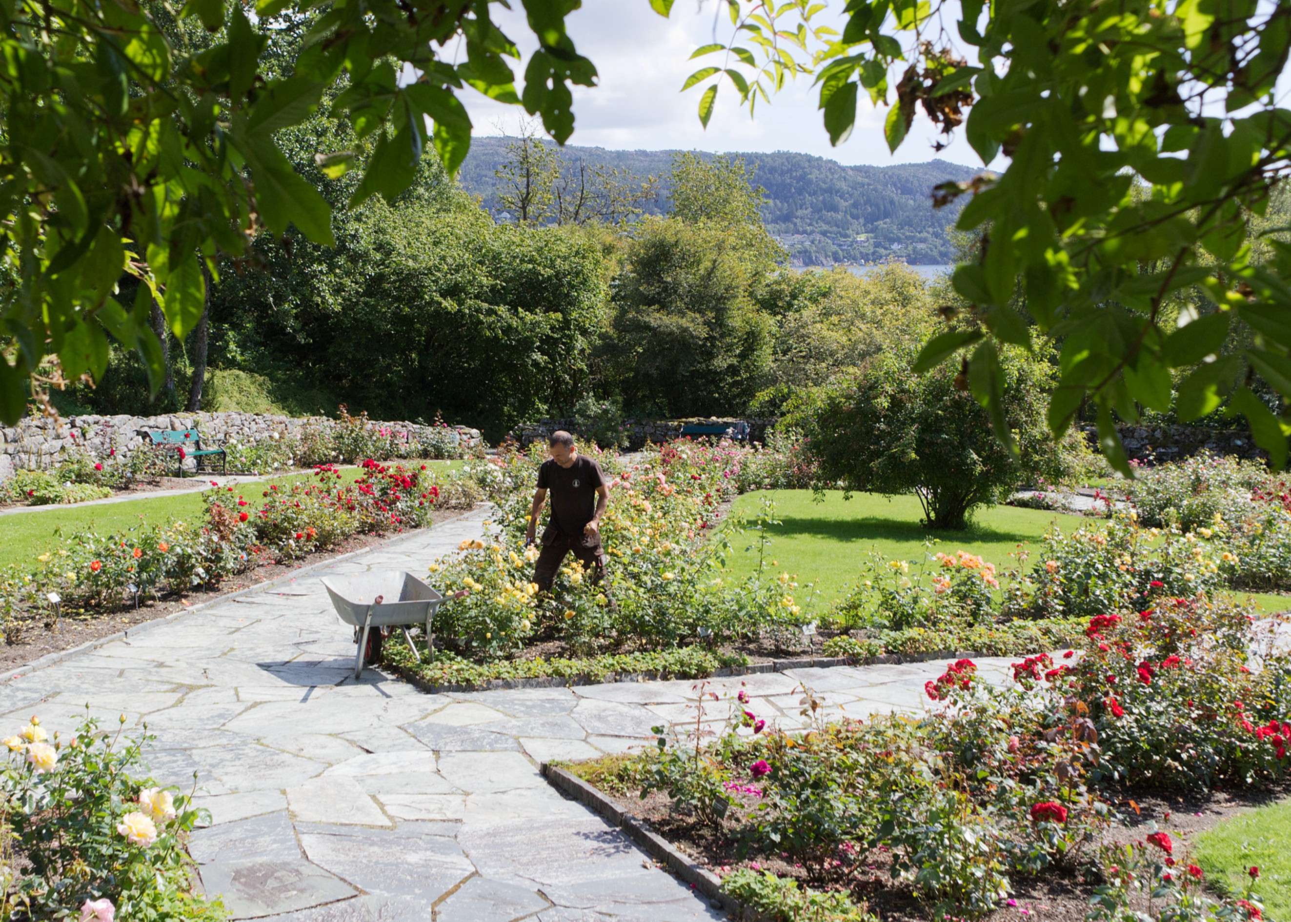 Norsk roseforening mars