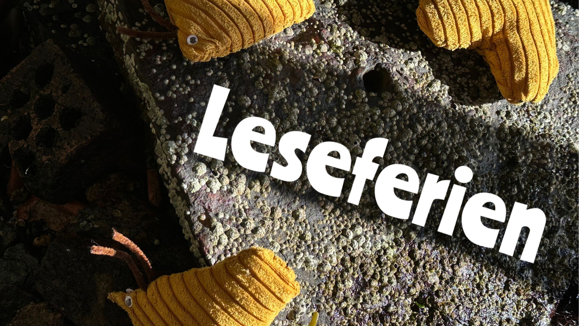 Bilde for Leseferien: Vi fisker etter vaffelfisk!